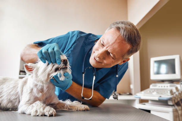 Best Broken or Cracked Tooth Emergency Dentist in Bluffton, SC